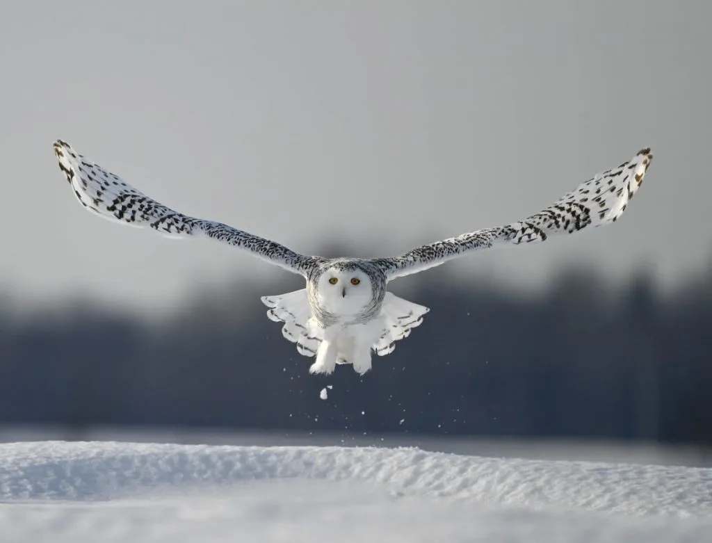 Where Do the Birds Go in Winter